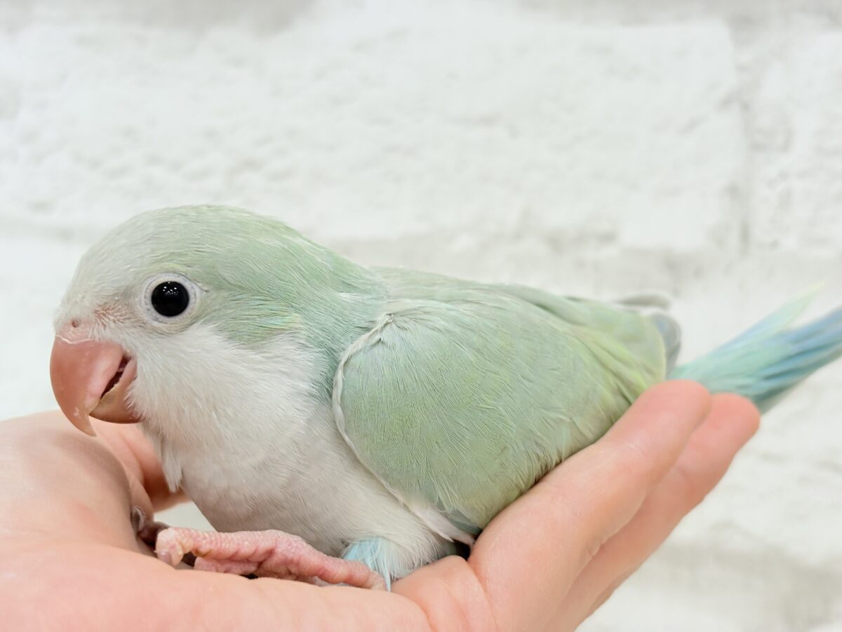 オキナインコ
