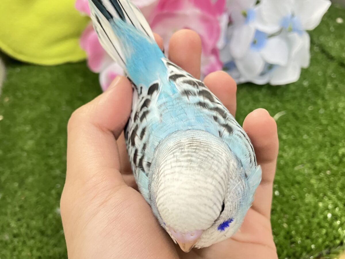 ✨最新画像✨みずいろで描こ❕青空パレット🎨☁️💙セキセイインコ(オパーリン/2026年5月生まれ) セキセイインコ