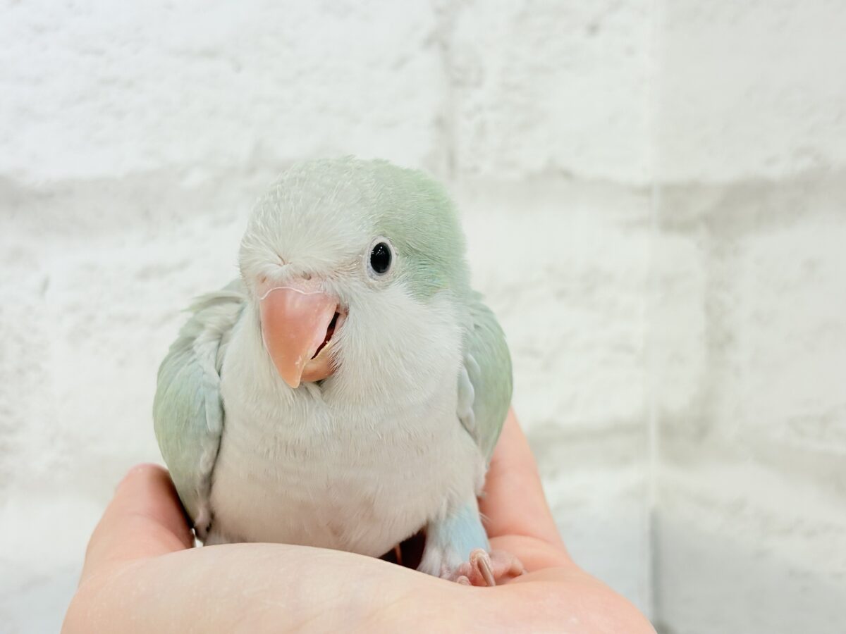オキナインコ