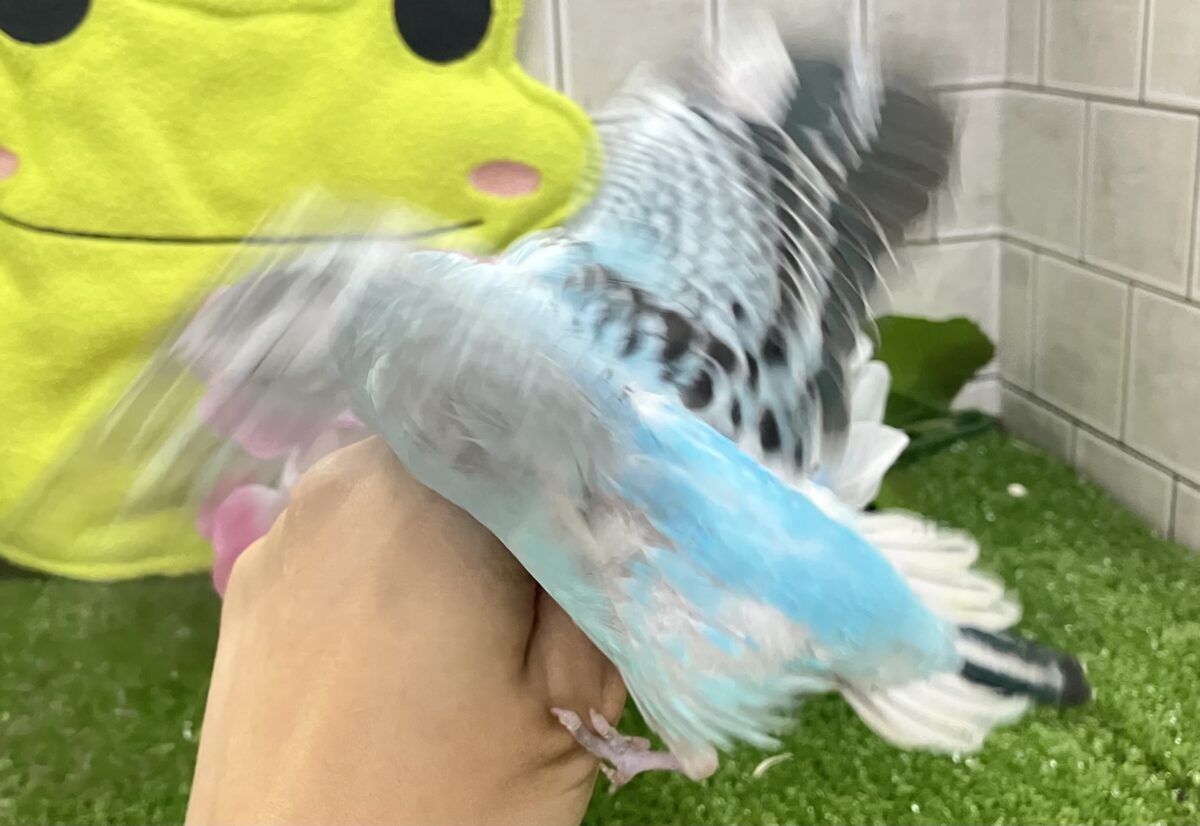 ✨最新画像✨みずいろで描こ❕青空パレット🎨☁️💙セキセイインコ(オパーリン/2026年5月生まれ) セキセイインコ