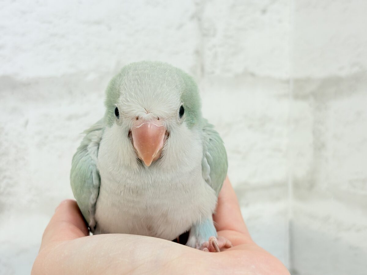 オキナインコ