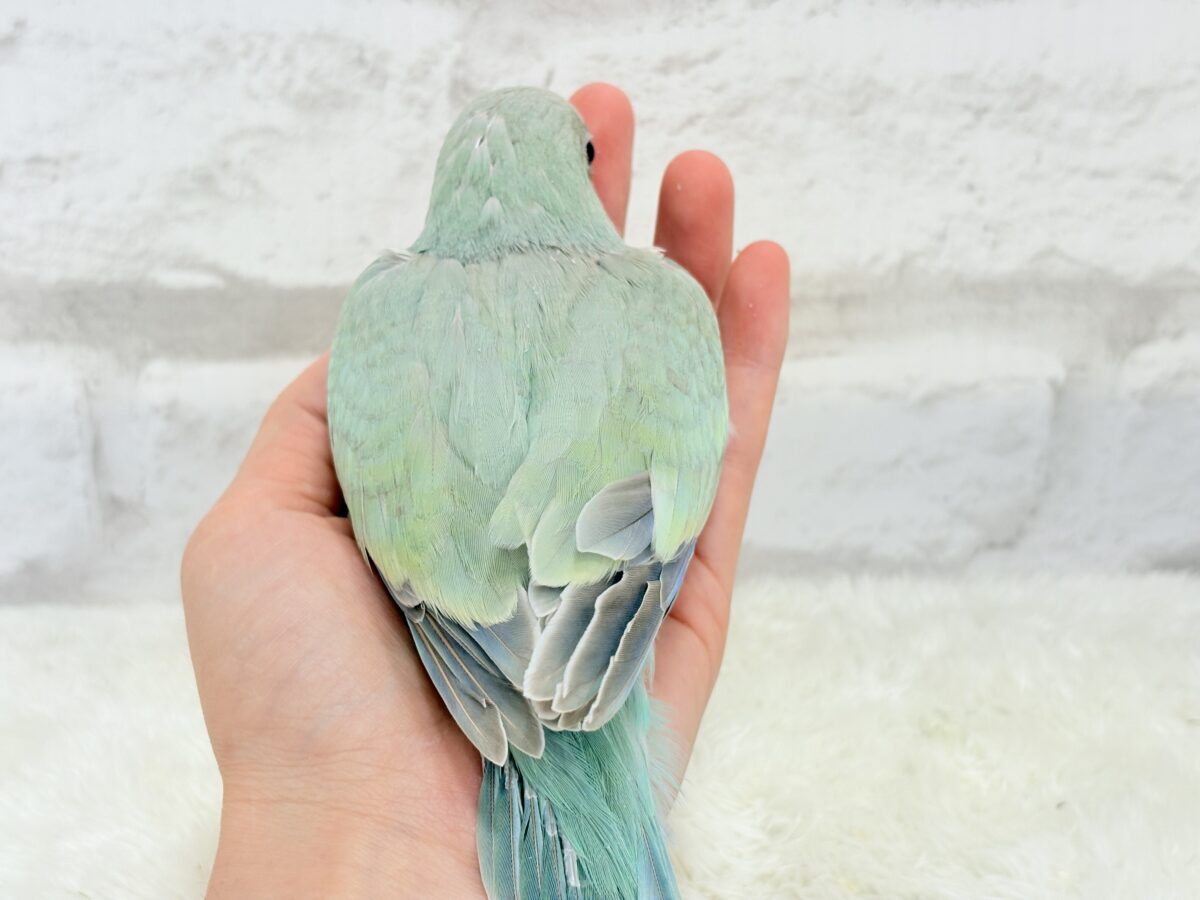 オキナインコ