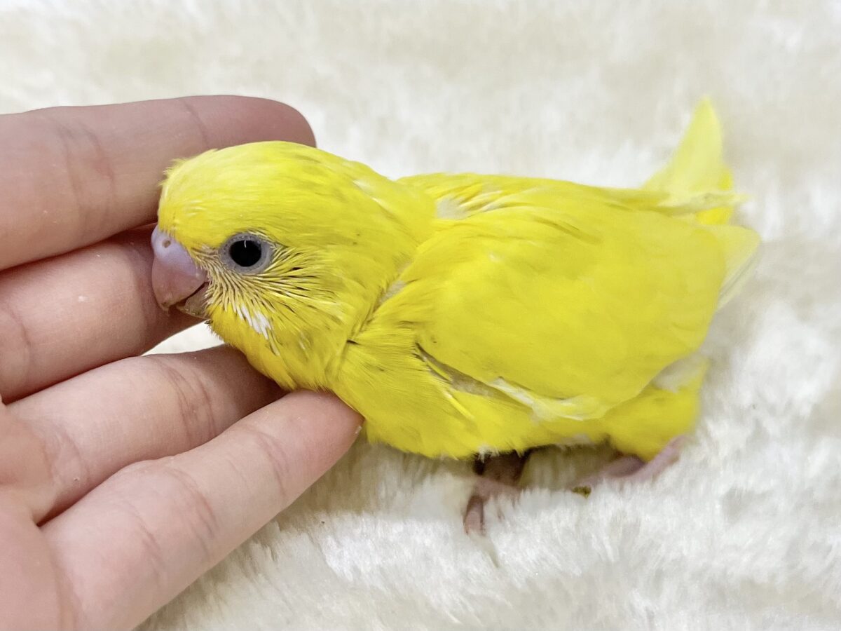 セキセイインコ