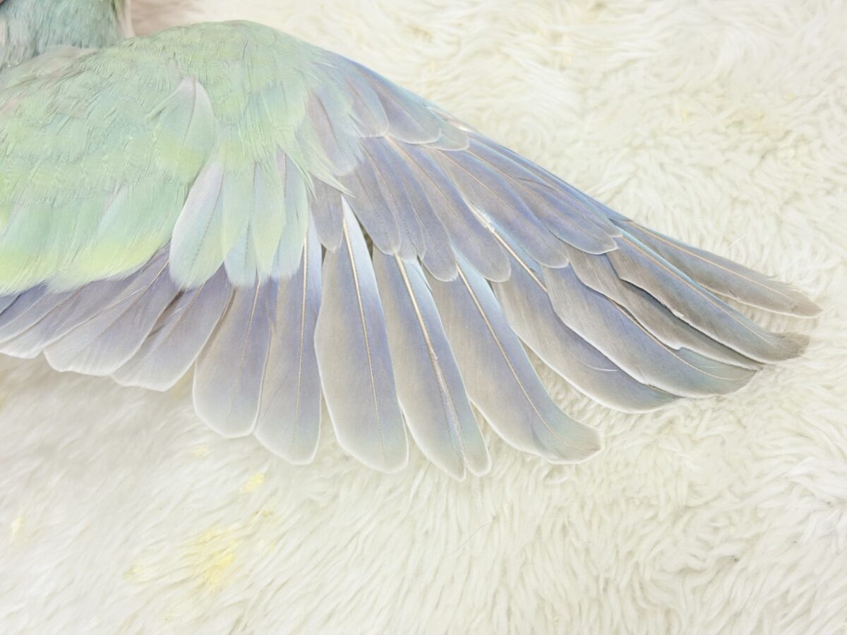 オキナインコ