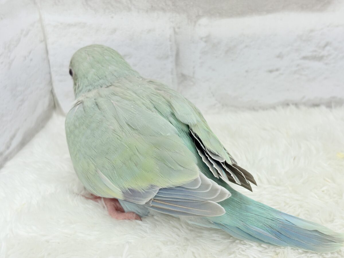 ふんわり🍏青リンゴカラー🐣🫧オキナインコ(アクアブルーパリド) ヒナ