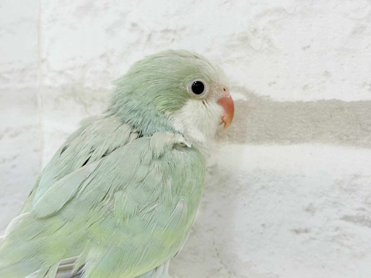 オキナインコ