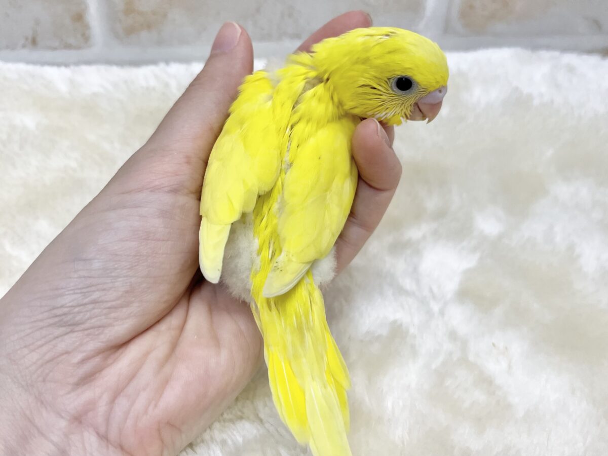 セキセイインコ