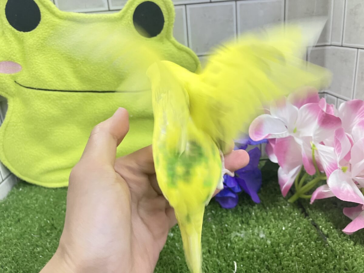 セキセイインコ