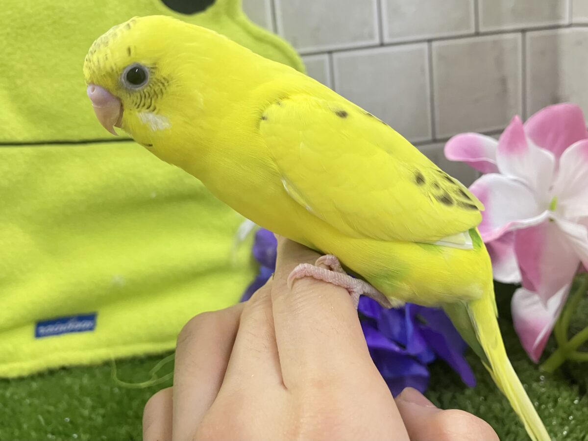 セキセイインコ