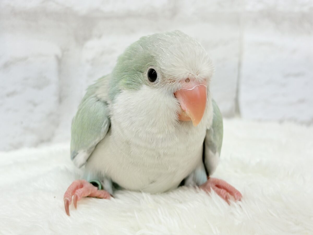 オキナインコ