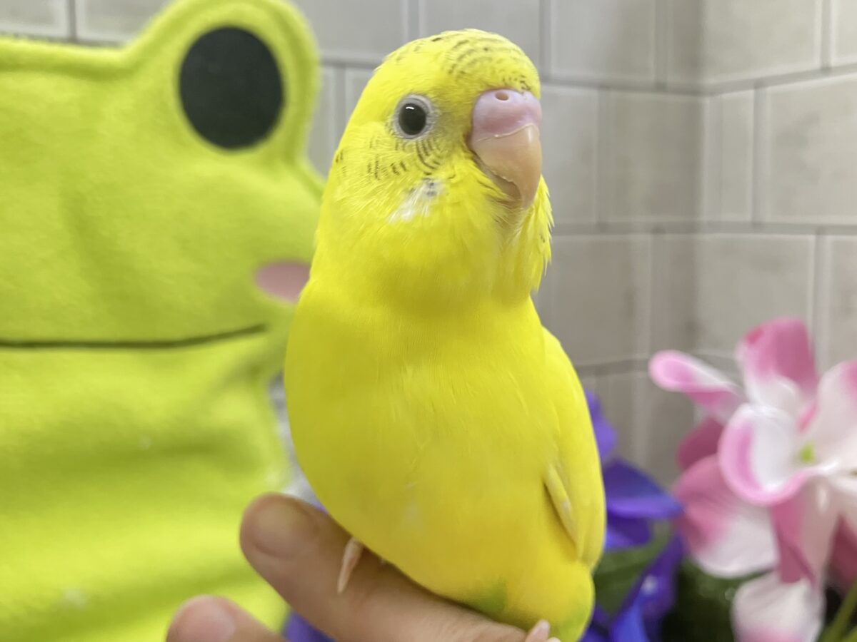 セキセイインコ