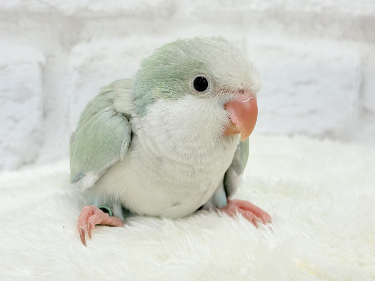 オキナインコ
