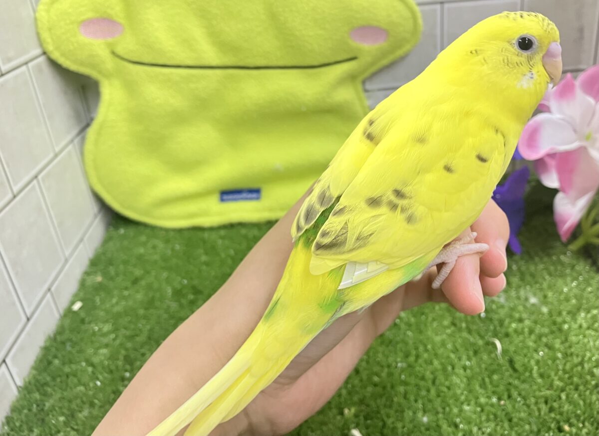 セキセイインコ