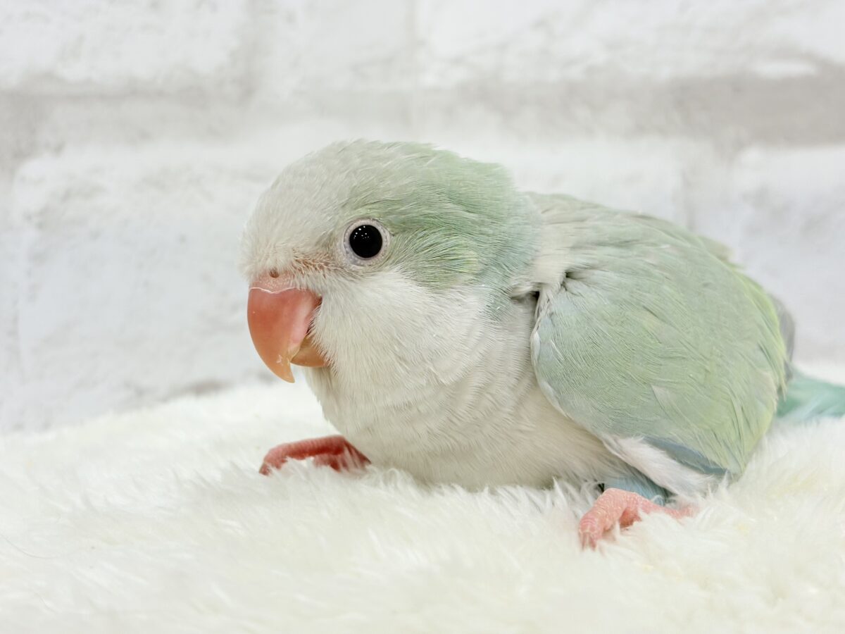 オキナインコ