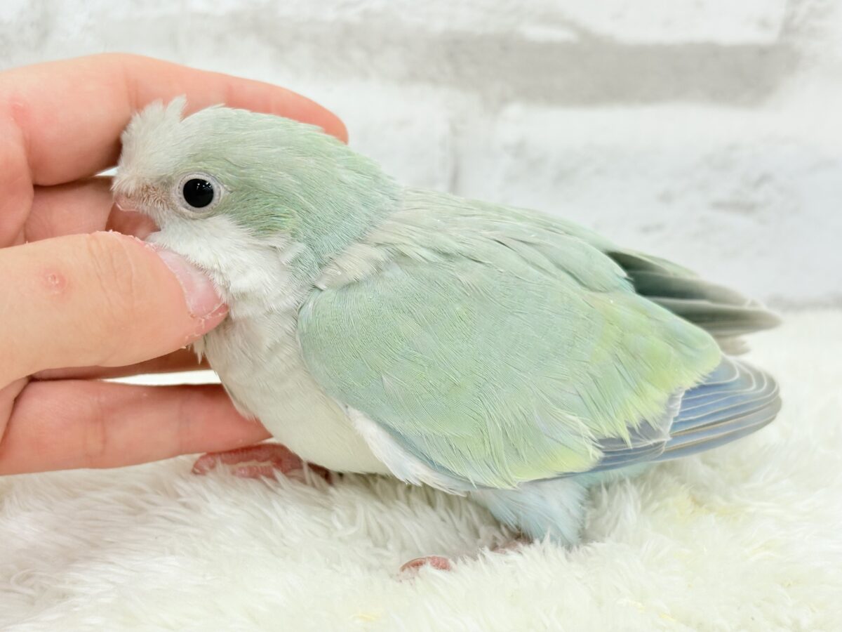 オキナインコ