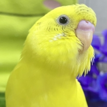 カワイさLINE飛び越え〜る❕—-点線—-セキセイインコ(イエローハルクイン/2026年5月生まれ)