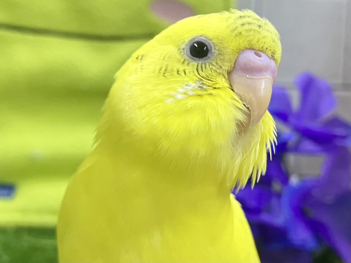 カワイさLINE飛び越え〜る❕—-点線—-セキセイインコ(イエローハルクイン/2026年5月生まれ)①