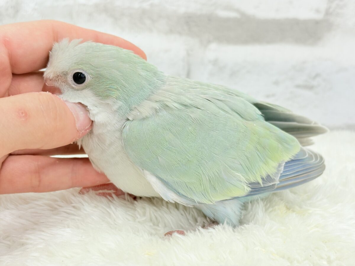 オキナインコ