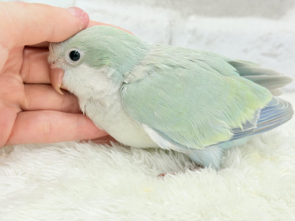 オキナインコ