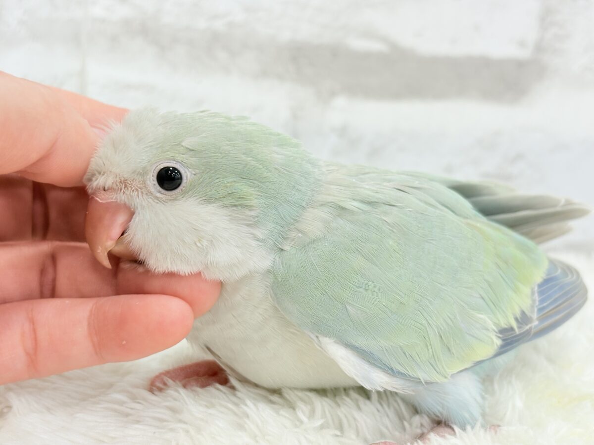 オキナインコ
