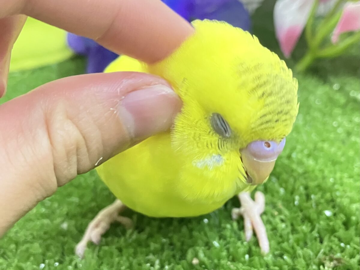 セキセイインコ