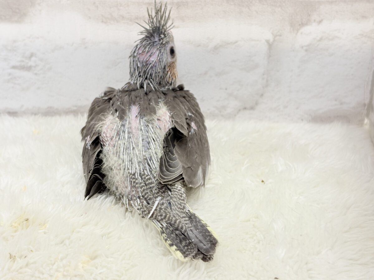 大きなおめめに映る世界はどんなだろ〜🐣🌎✨オカメインコ(ノーマル) ヒナ オカメインコ