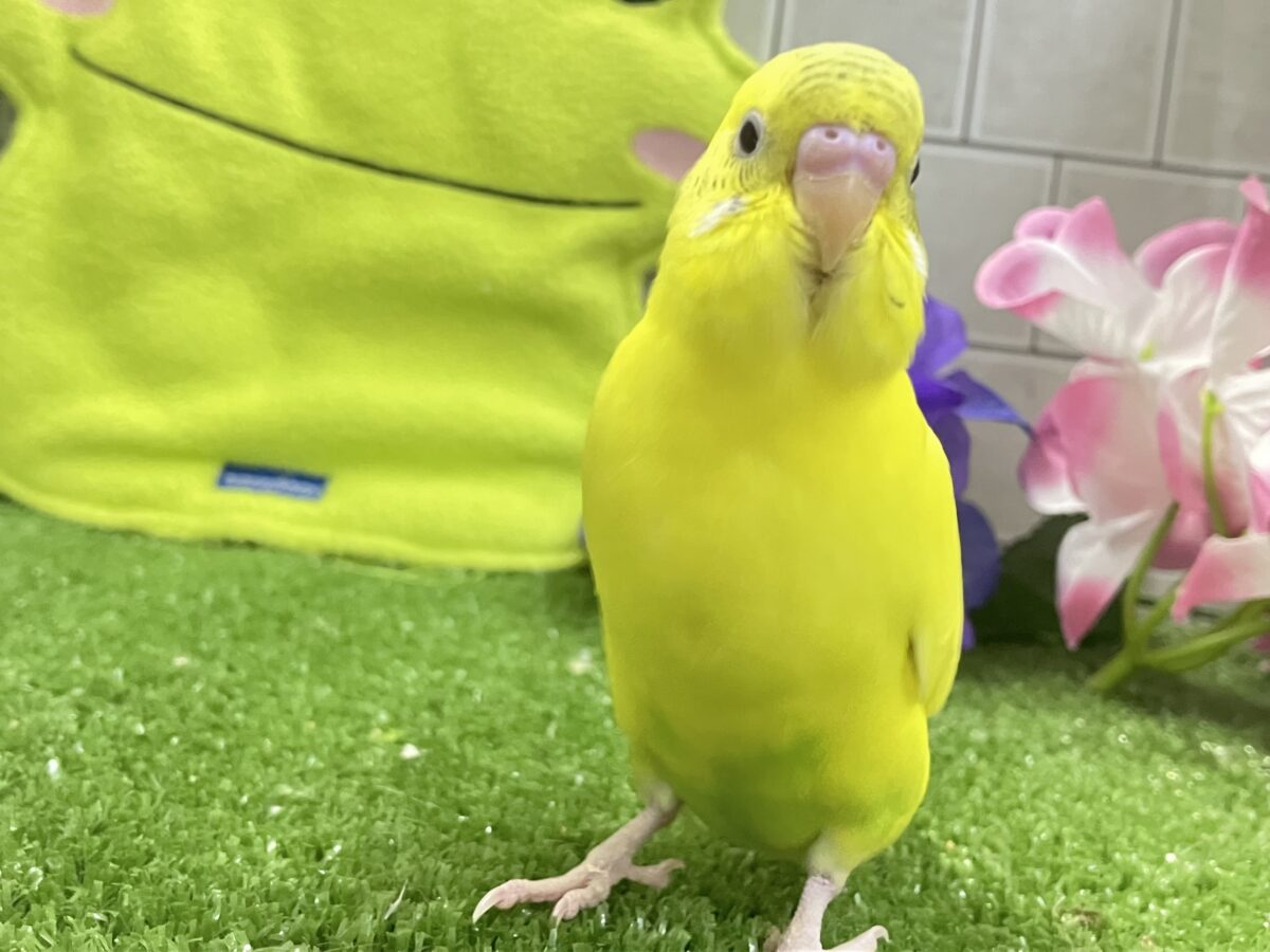 セキセイインコ