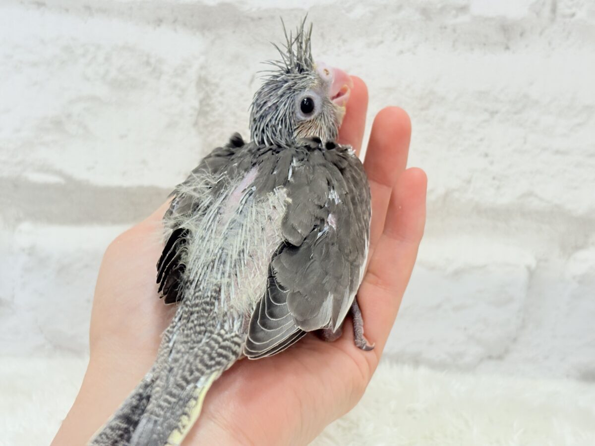 オカメインコ