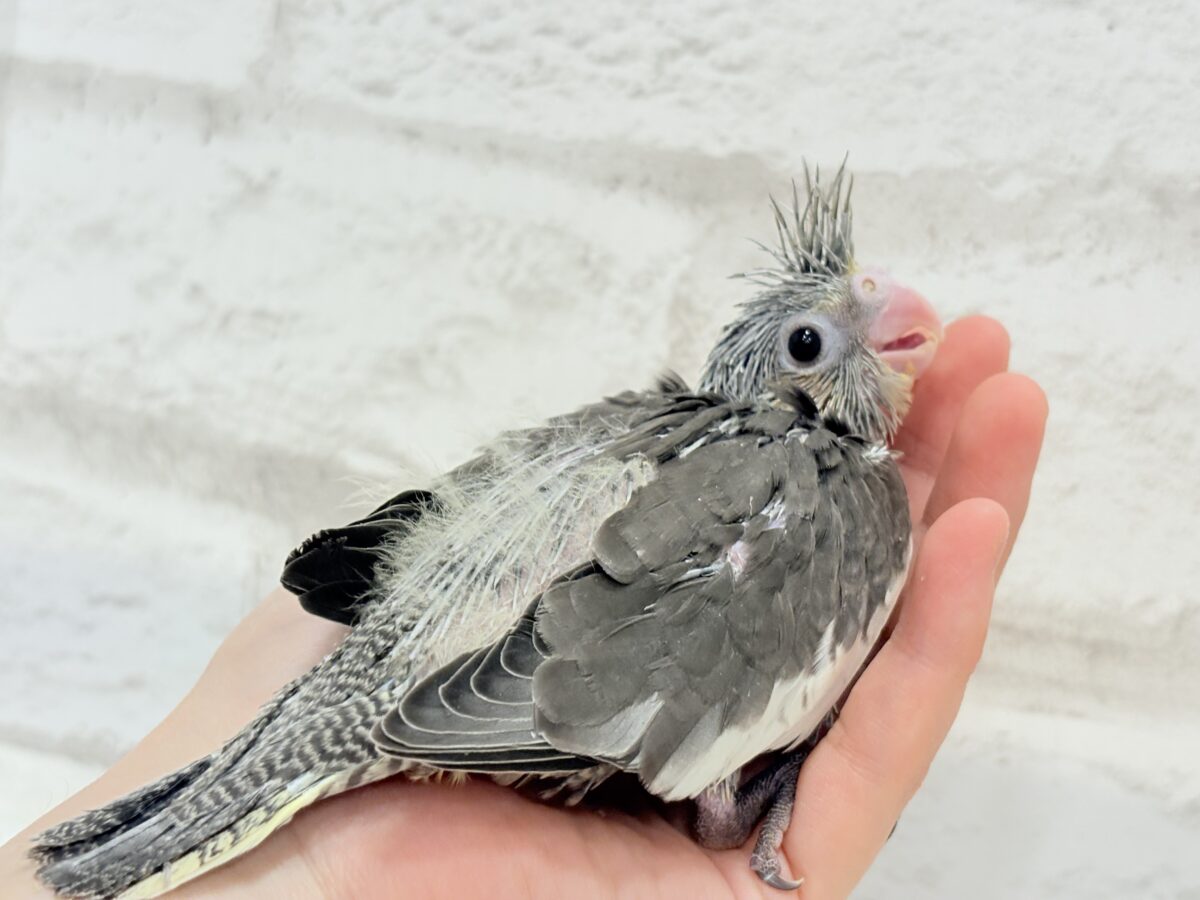 大きなおめめに映る世界はどんなだろ〜🐣🌎✨オカメインコ(ノーマル) ヒナ オカメインコ