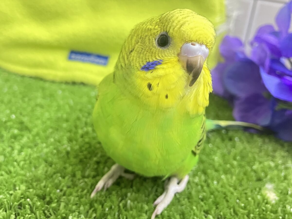 セキセイインコ