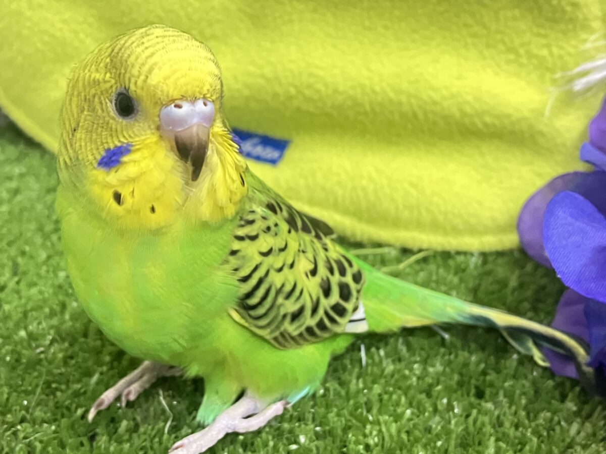 ✨最新画像✨奏でてはなまる💮みどり〜丸っ!🌿⋆*セキセイインコ(グリーンオパーリン/2026年5月生まれ) セキセイインコ