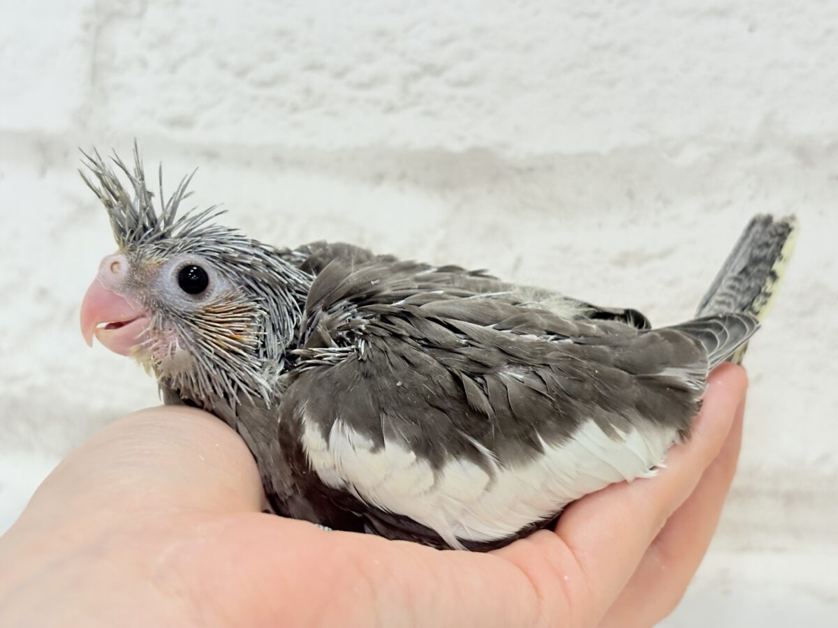 オカメインコ