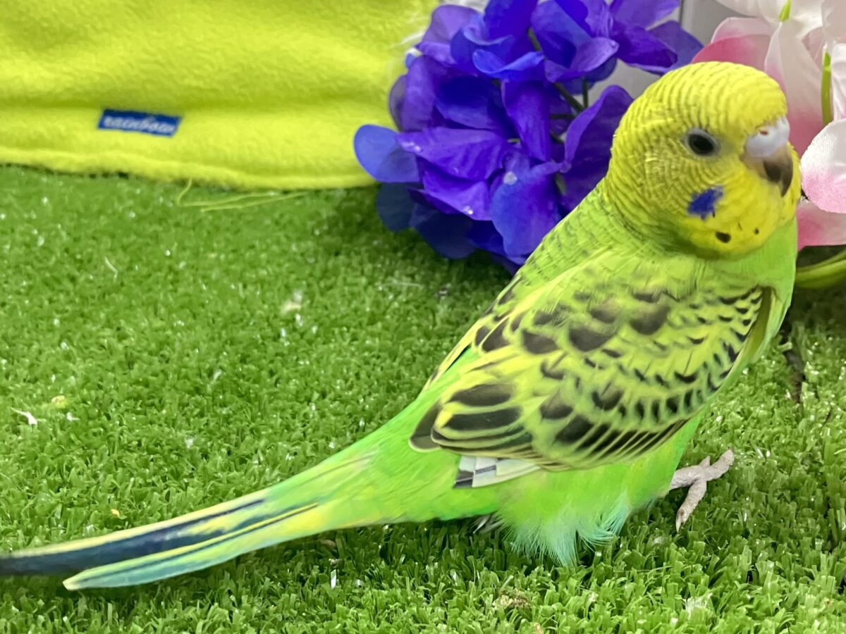 セキセイインコ