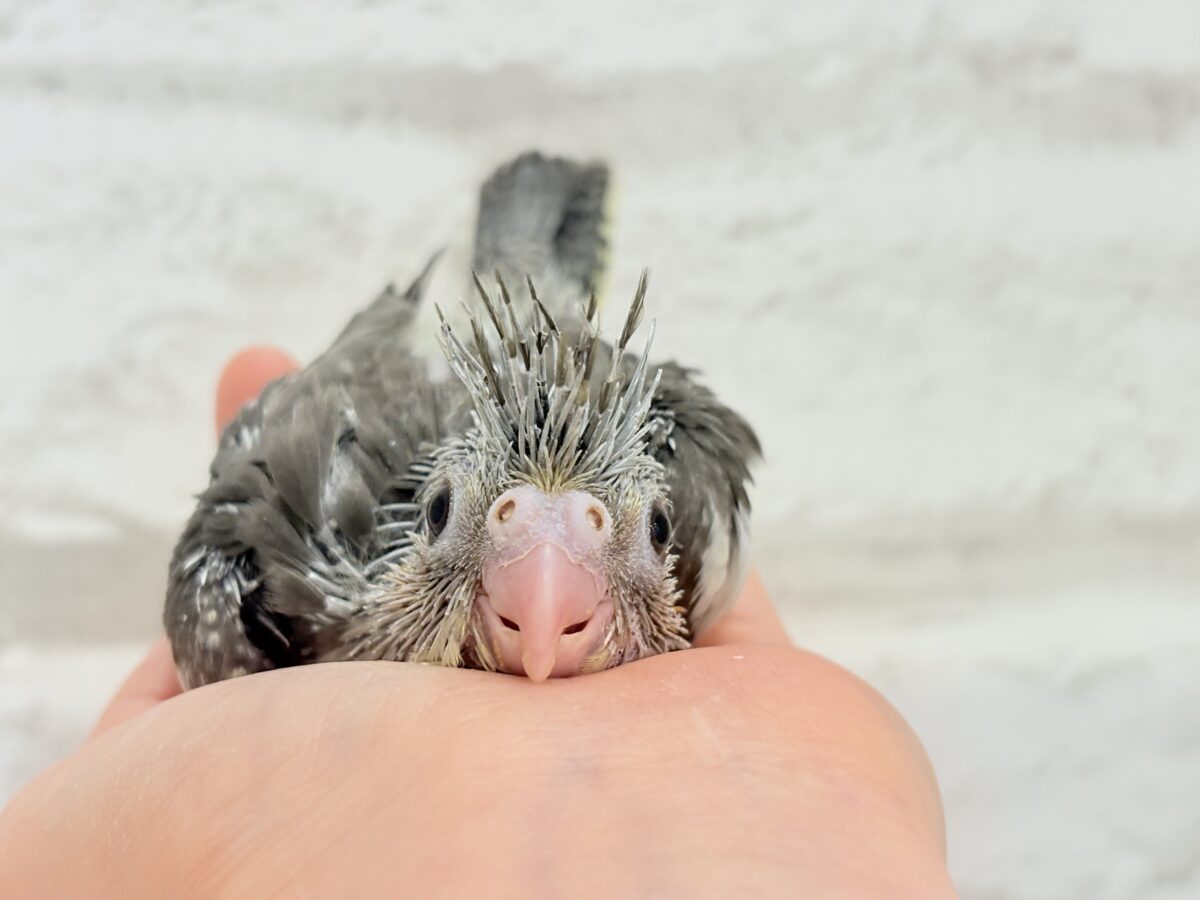 大きなおめめに映る世界はどんなだろ〜🐣🌎✨オカメインコ(ノーマル) ヒナ オカメインコ