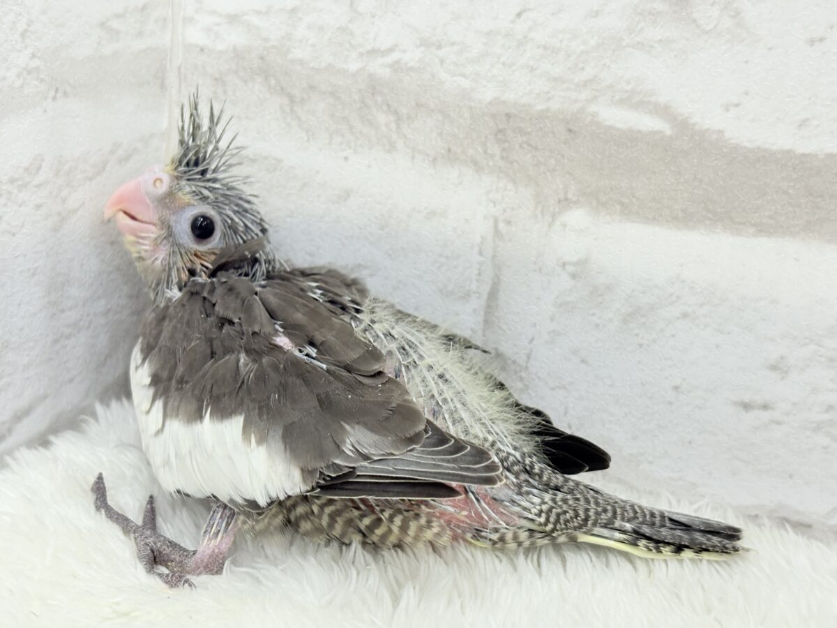 オカメインコ