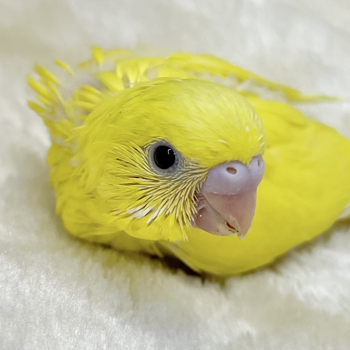ムチムチボディのキイロちゃん💛　セキセイインコ（ダブルファクター）