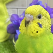 ✨最新画像✨奏でてはなまる💮みどり〜丸っ！🌿⋆*‬セキセイインコ(グリーンオパーリン/2026年5月生まれ)