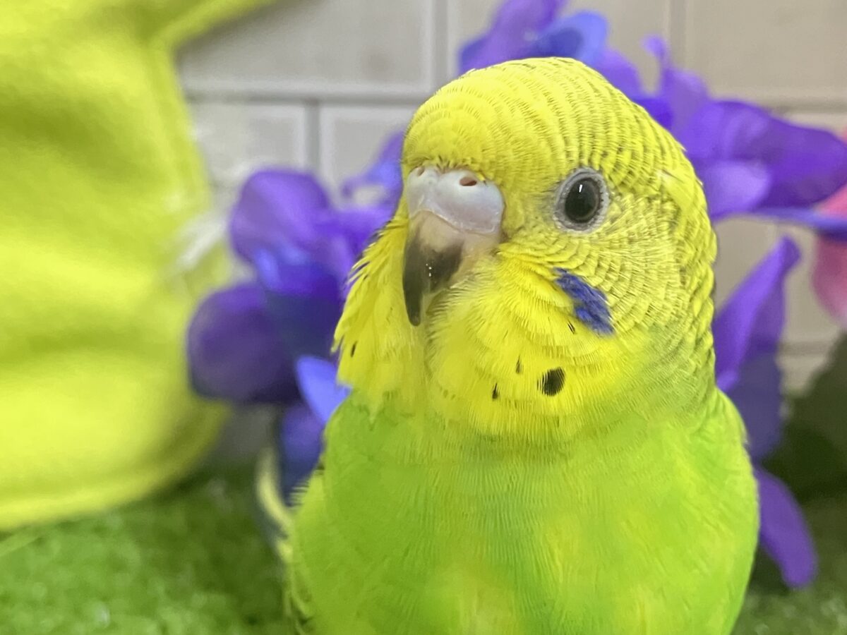 ✨最新画像✨奏でてはなまる💮みどり〜丸っ！🌿⋆*‬セキセイインコ(グリーンオパーリン/2026年5月生まれ)