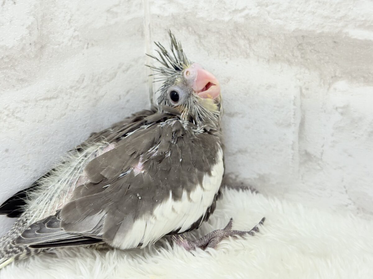 大きなおめめに映る世界はどんなだろ〜🐣🌎✨オカメインコ(ノーマル) ヒナ オカメインコ