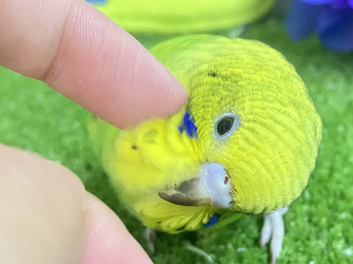 ✨最新画像✨奏でてはなまる💮みどり〜丸っ!🌿⋆*セキセイインコ(グリーンオパーリン/2026年5月生まれ) セキセイインコ