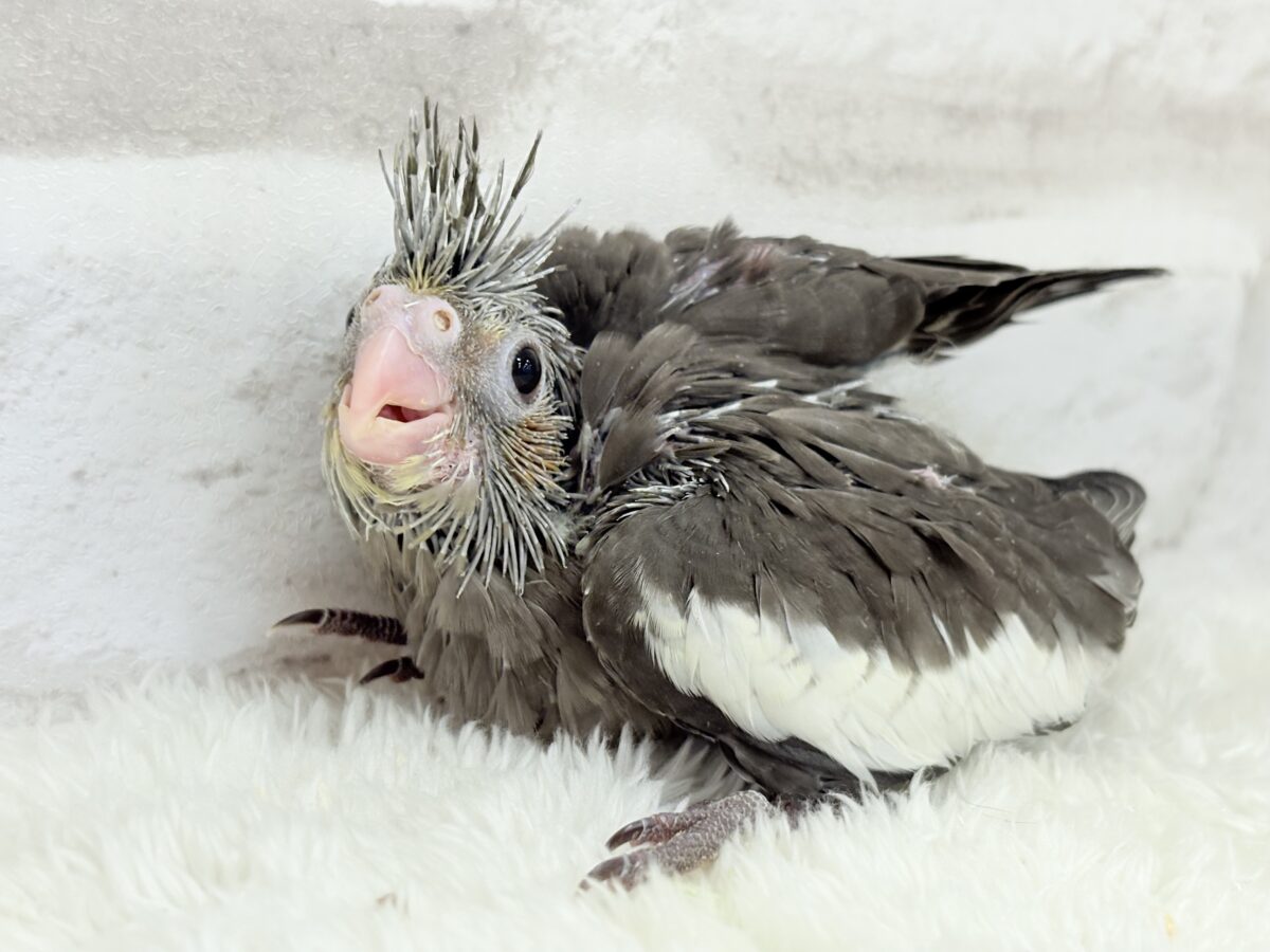 大きなおめめに映る世界はどんなだろ〜🐣🌎✨オカメインコ(ノーマル) ヒナ オカメインコ