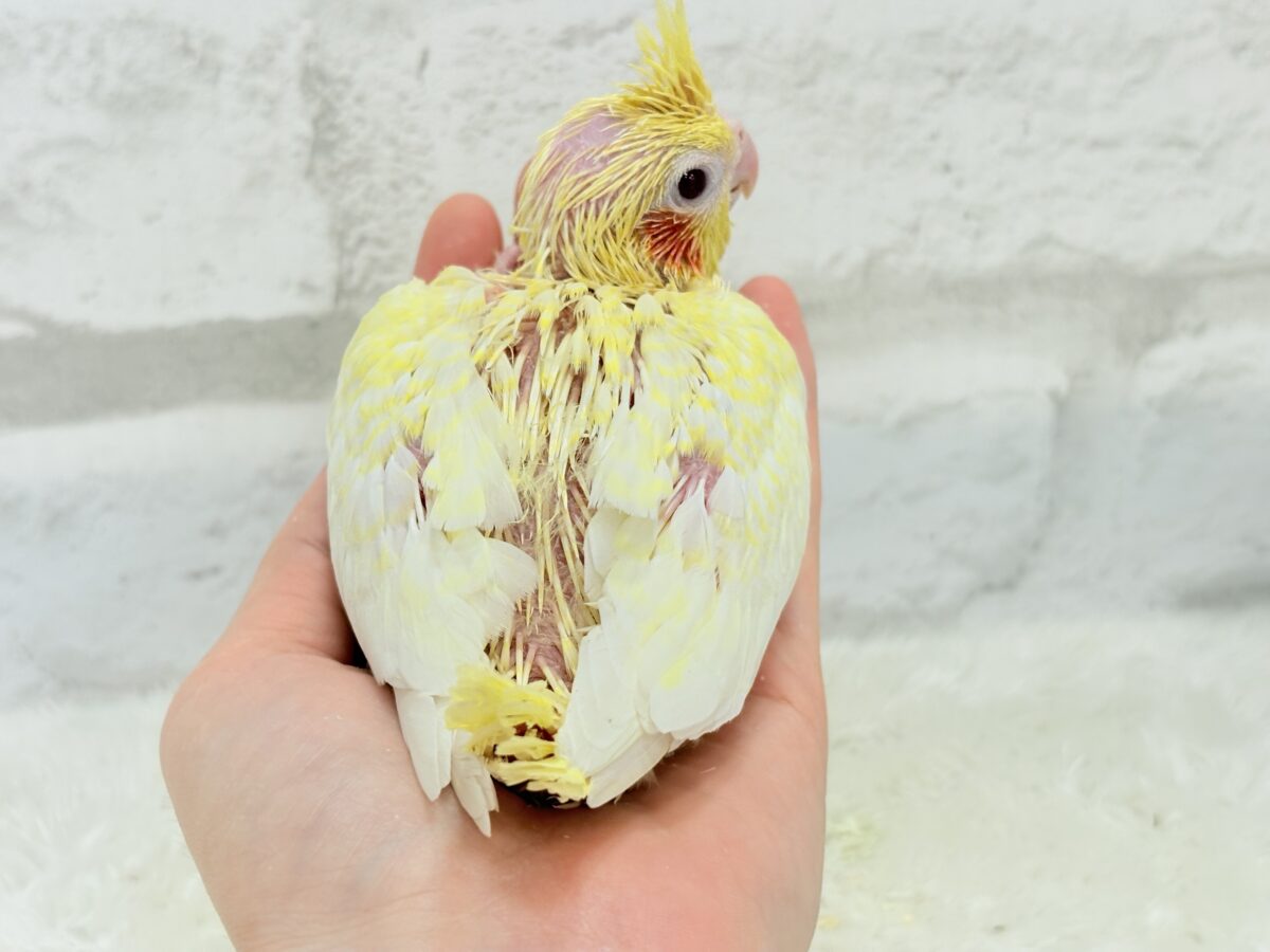 【最新画像更新🪄】未来に希望とワクワクたっぷり🐣💖オカメインコ(ルチノーパール) ヒナ オカメインコ