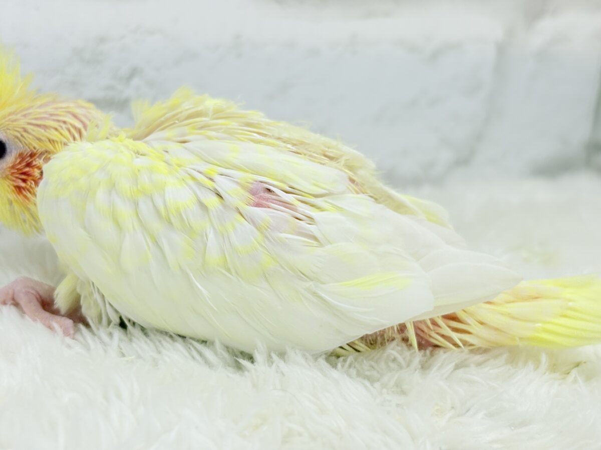 オカメインコ