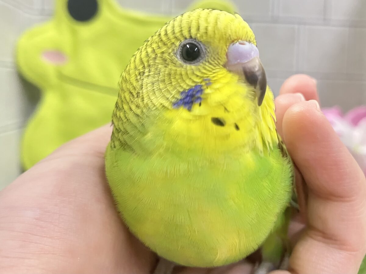 ✨最新画像✨奏でてはなまる💮みどり〜丸っ!🌿⋆*セキセイインコ(グリーンオパーリン/2026年5月生まれ) セキセイインコ