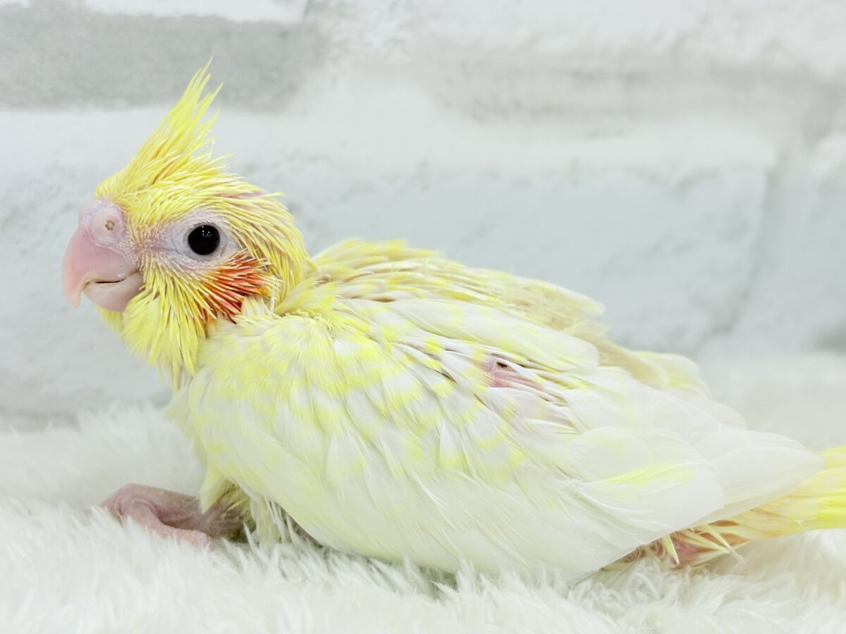 【最新画像更新🪄】未来に希望とワクワクたっぷり🐣💖オカメインコ(ルチノーパール) ヒナ オカメインコ