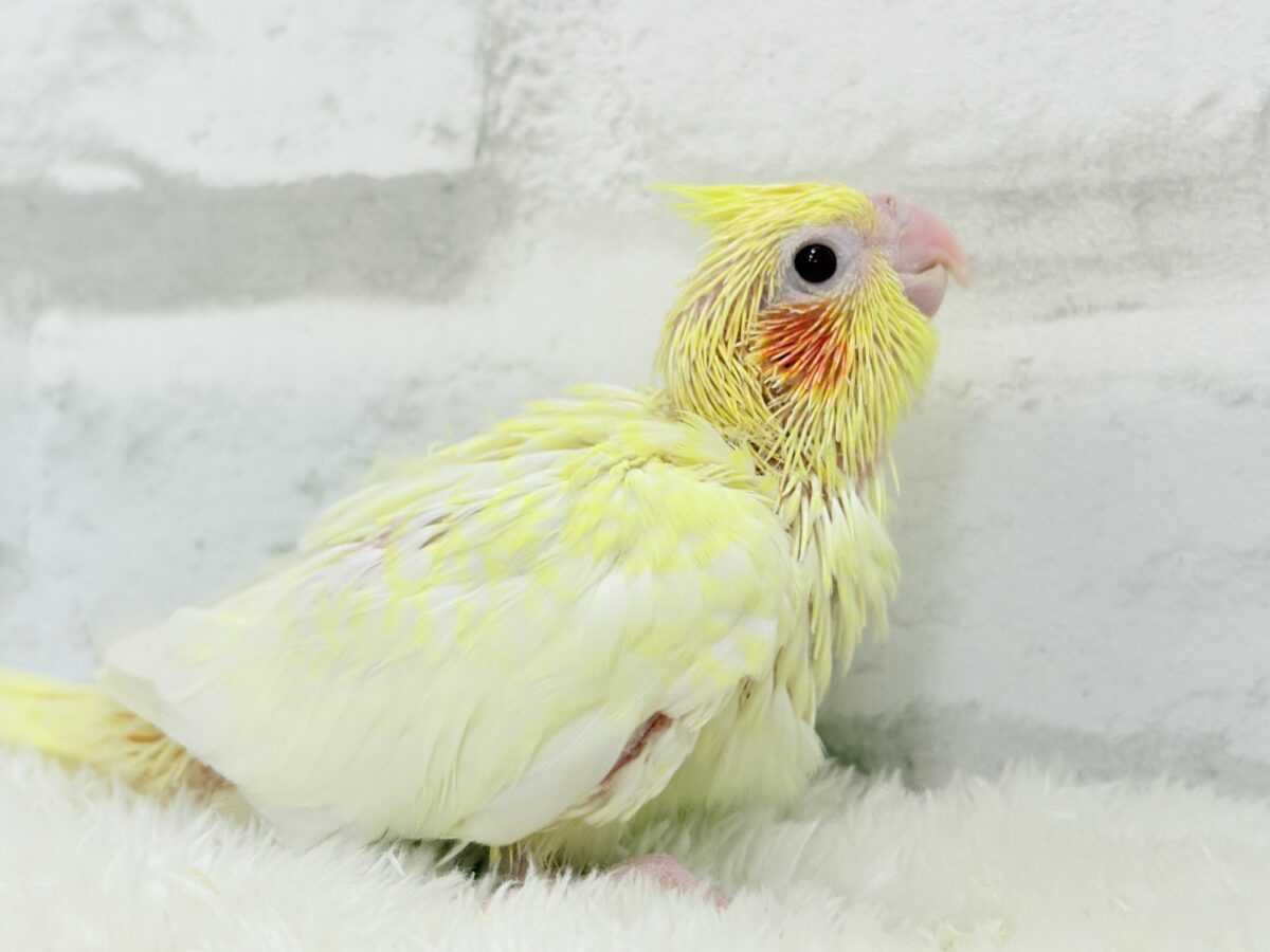 オカメインコ