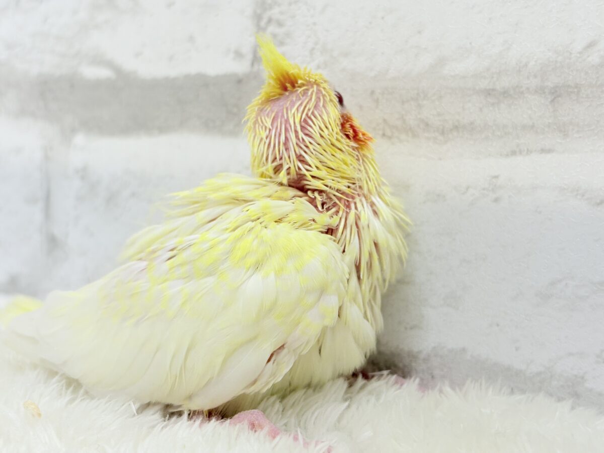 オカメインコ