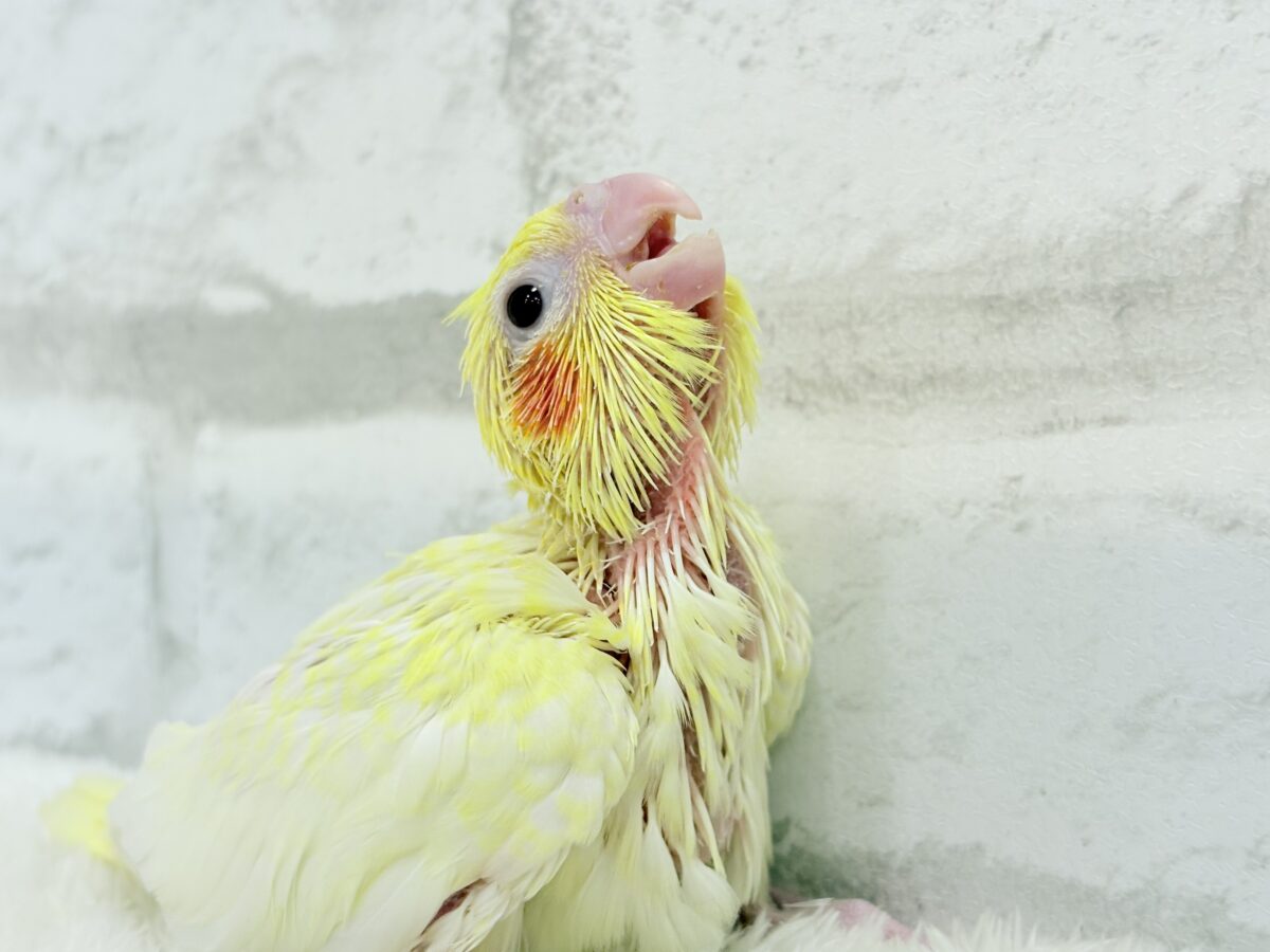 【最新画像更新🪄】未来に希望とワクワクたっぷり🐣💖オカメインコ(ルチノーパール) ヒナ オカメインコ