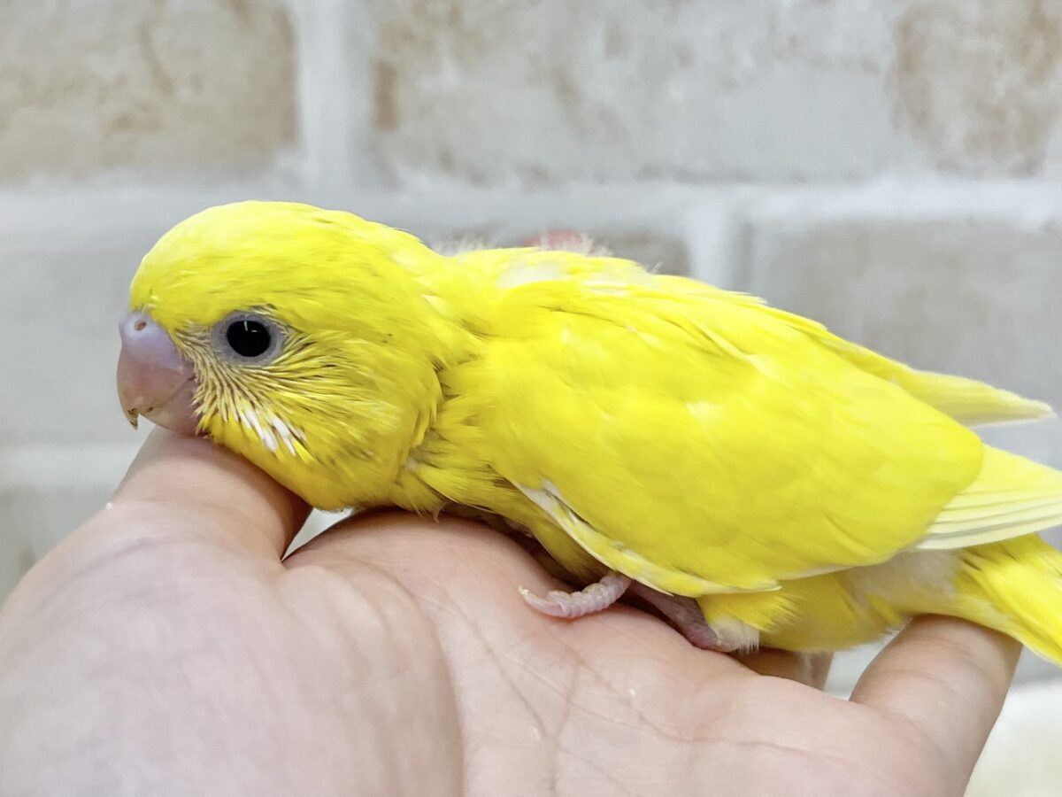 セキセイインコ