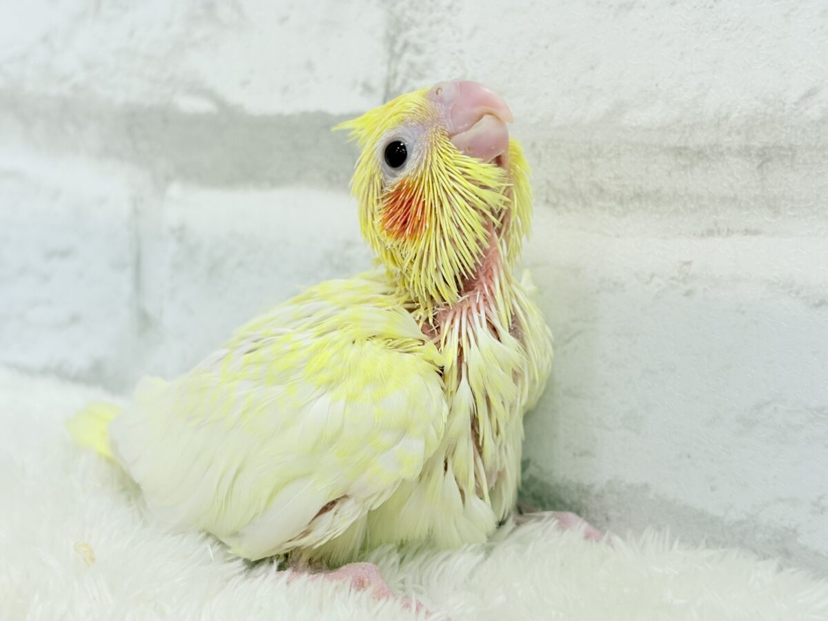 オカメインコ